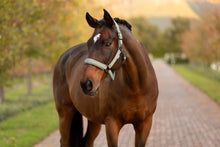 Load image into Gallery viewer, LeMieux Essence Halter Rosemary-Halter-LeMieux-Pony-Evolution Equestrian Co.