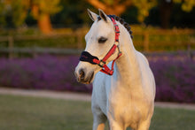 Load image into Gallery viewer, LeMieux Mini Vogue Cranberry Halter and Leadrope-Halter-LeMieux-Super Mini-Evolution Equestrian Co.