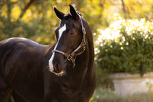 Load image into Gallery viewer, LeMieux Ropella Halter Lilac-Halter-LeMieux-Cob-Evolution Equestrian Co.