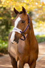 Load image into Gallery viewer, LeMieux Vogue Halter with Leadrope Juniper-Halter-LeMieux-Pony-Evolution Equestrian Co.