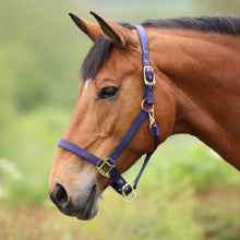 Load image into Gallery viewer, Shires ARMA Adjustable Nylon Halter-Halter-Pegasus-Pony-Black-Evolution Equestrian Co.