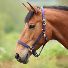 Load image into Gallery viewer, Shires ARMA Adjustable Nylon Halter-Halter-Pegasus-Pony-Black-Evolution Equestrian Co.