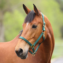 Load image into Gallery viewer, Shires ARMA Adjustable Nylon Halter-Halter-Pegasus-Pony-Black-Evolution Equestrian Co.