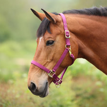 Load image into Gallery viewer, Shires ARMA Adjustable Nylon Halter-Halter-Pegasus-Pony-Black-Evolution Equestrian Co.