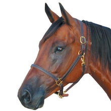 Load image into Gallery viewer, Deluxe 3/4" Double Stitched Leather Halters-Horse Halters-Can Pro Equestrian Supply-Cob-Havana-Evolution Equestrian Co.