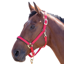 Load image into Gallery viewer, Shires Topaz Breakaway Halter-Halter-Pegasus-Red-XS- Pony-Evolution Equestrian Co.