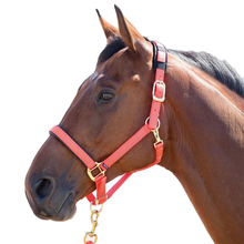Load image into Gallery viewer, Shires Topaz Breakaway Halter-Halter-Pegasus-Orange-XS- Pony-Evolution Equestrian Co.
