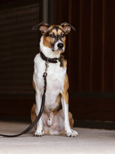Load image into Gallery viewer, LeMieux Kensington Dog Lead
