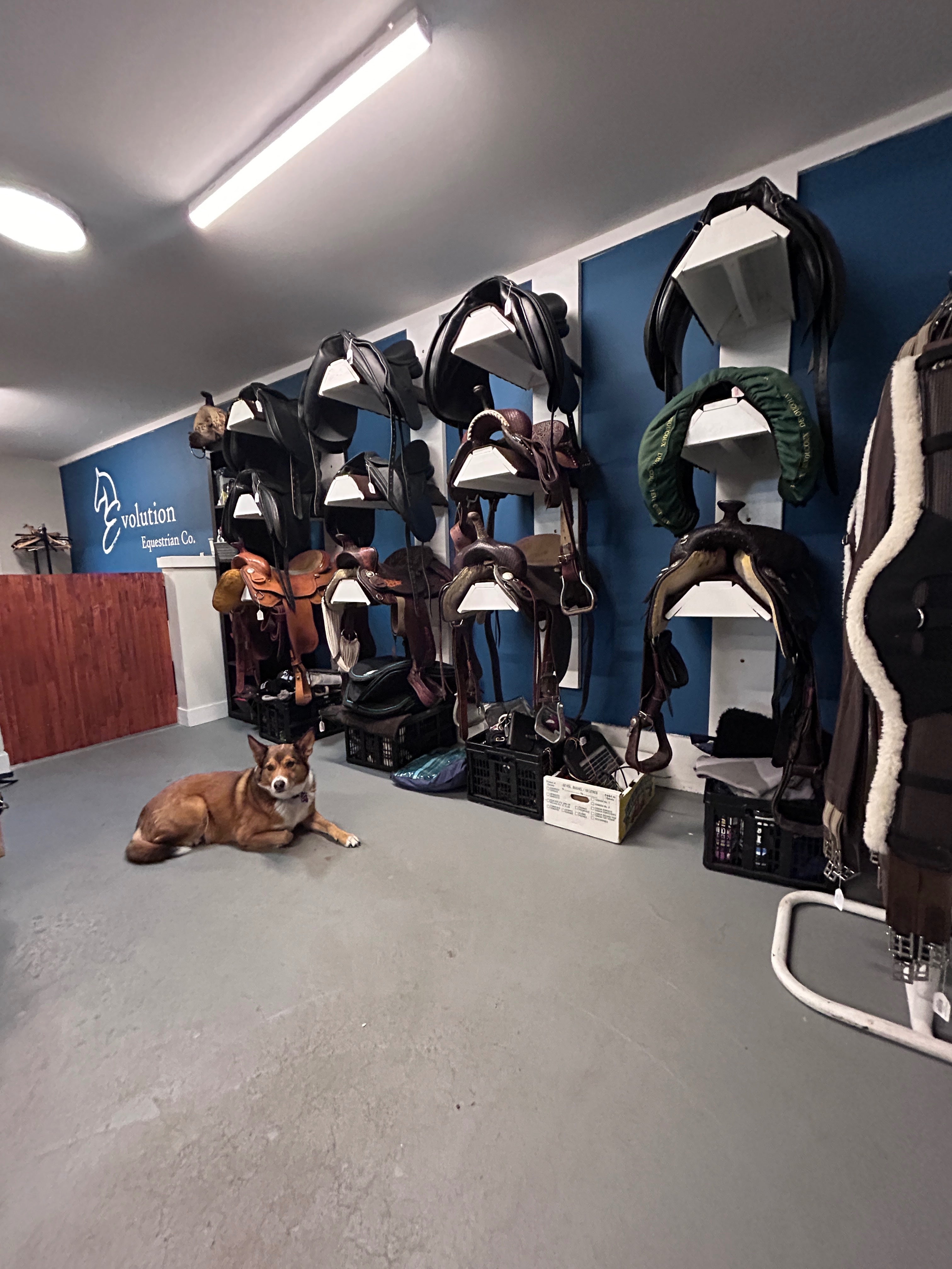 5 Benefits of Shopping Consignment – Evolution Equestrian Co.