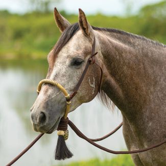The Bosal — Vaquero Horsemanship