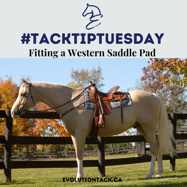 What size western saddle pad do you need?