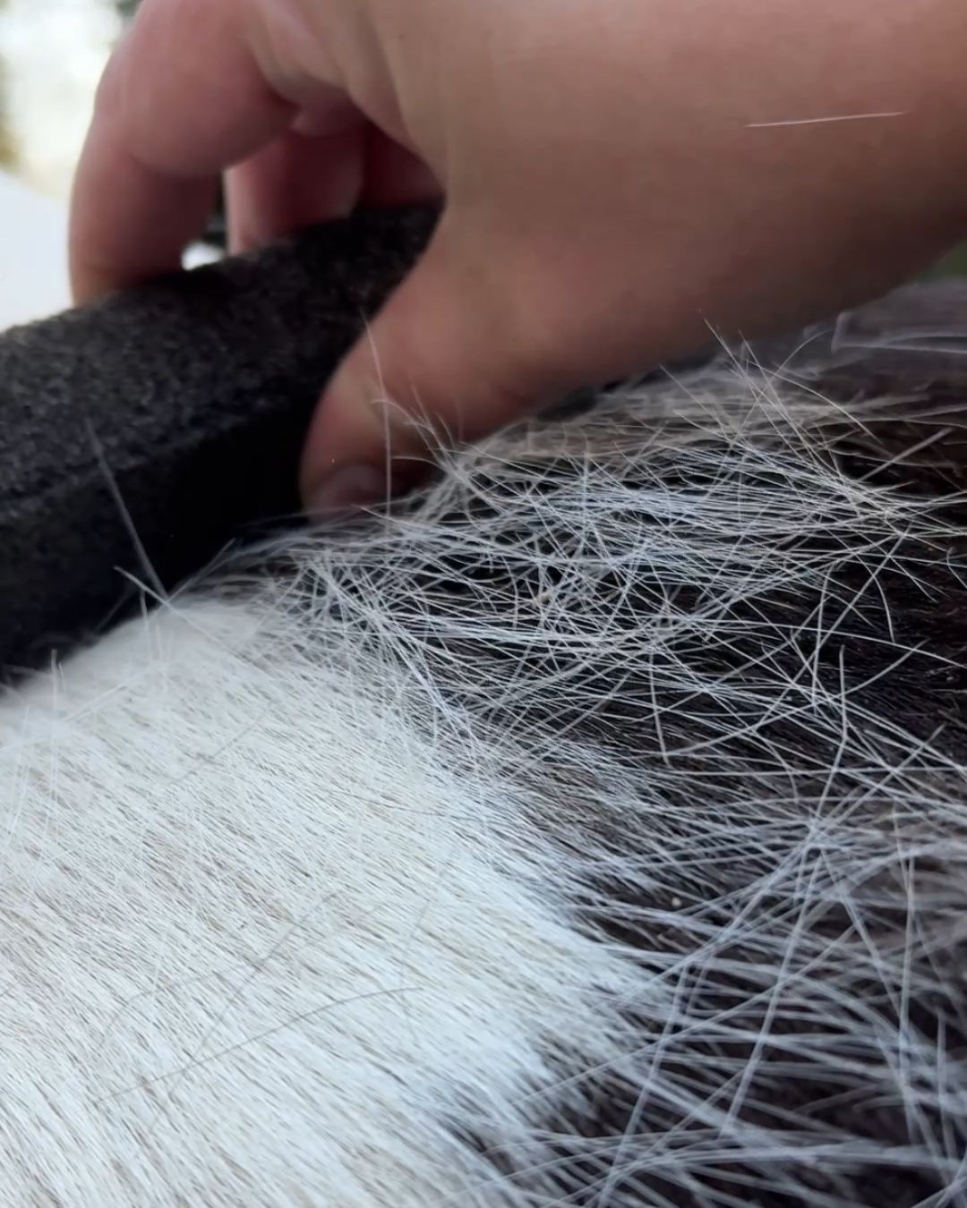 My Spring Shedding Must-Have