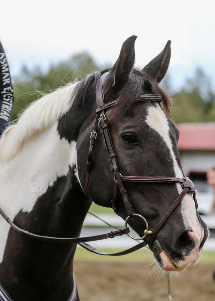 Fitting a Figure Eight Bridle