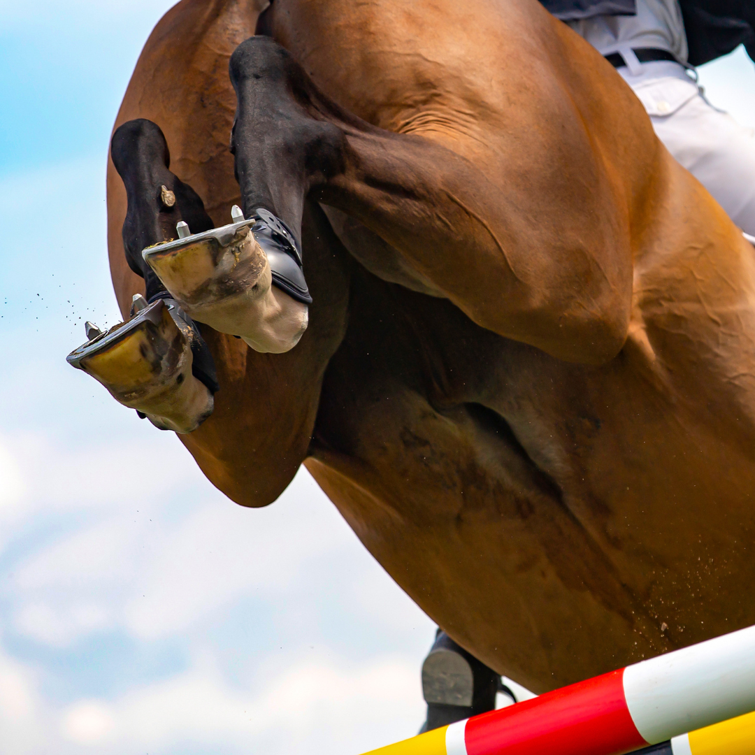 Horse Studs Explained