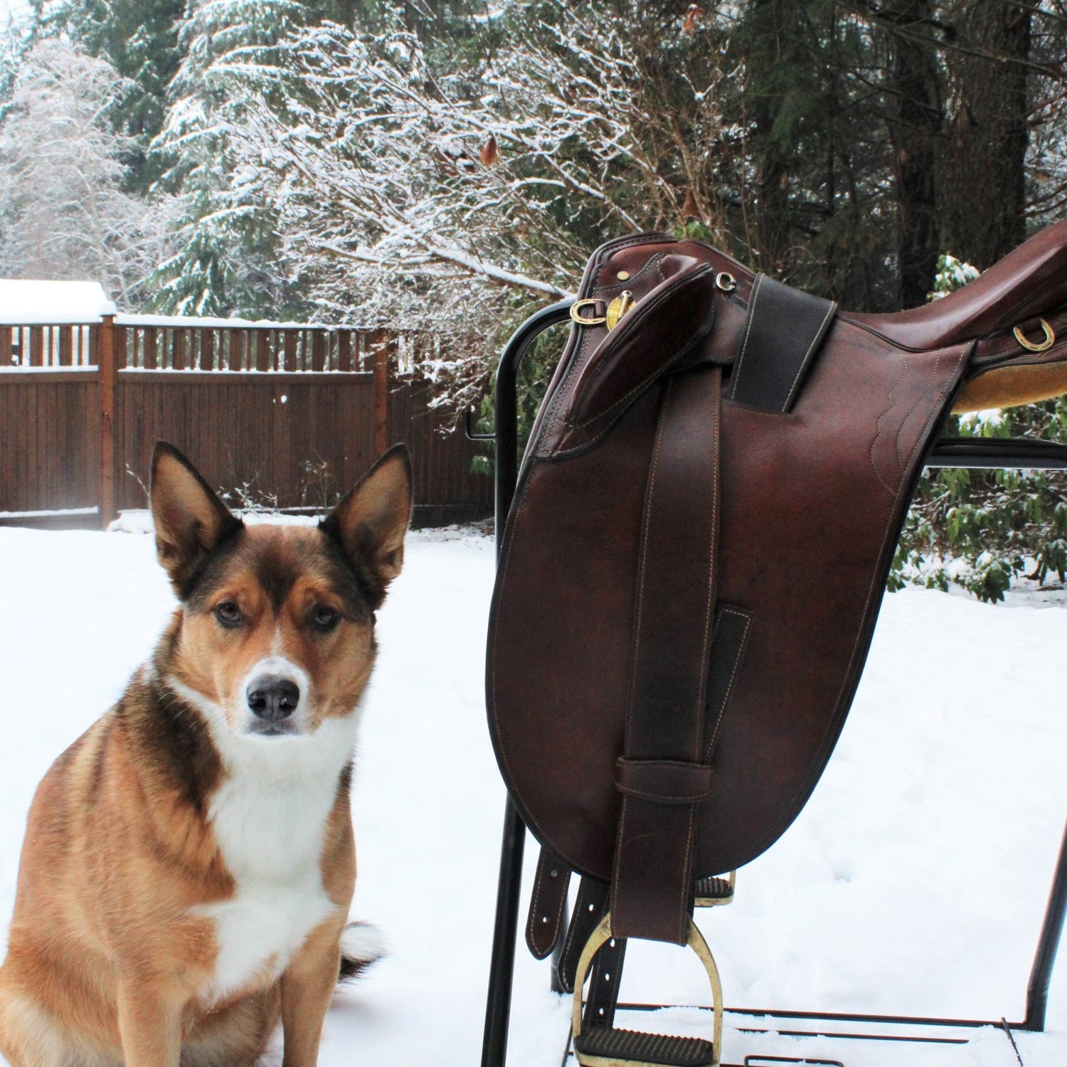 Measuring Australian Saddle Seat