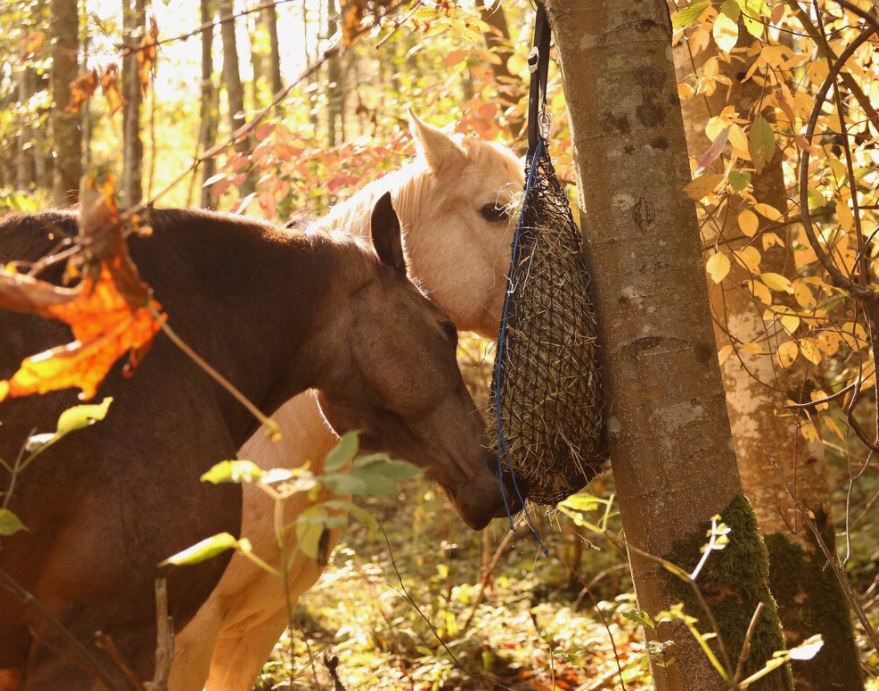 10 Reasons to use Slow Feeders