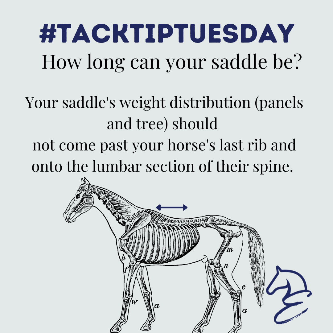Basic Saddle Fit Tips: Saddle Length