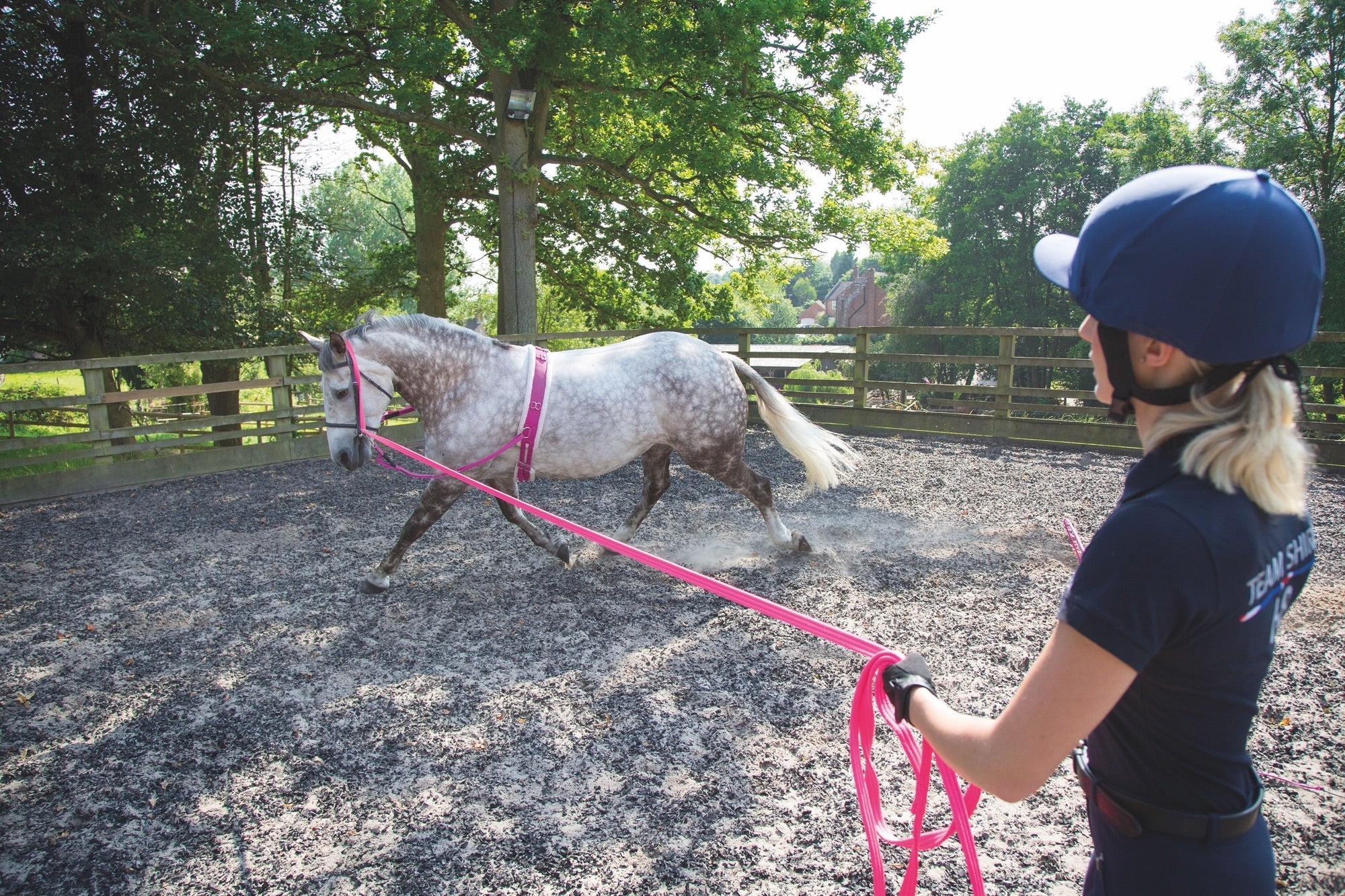 Human Lunging a grey horse on a lungeline with a surcingle and cavesson
