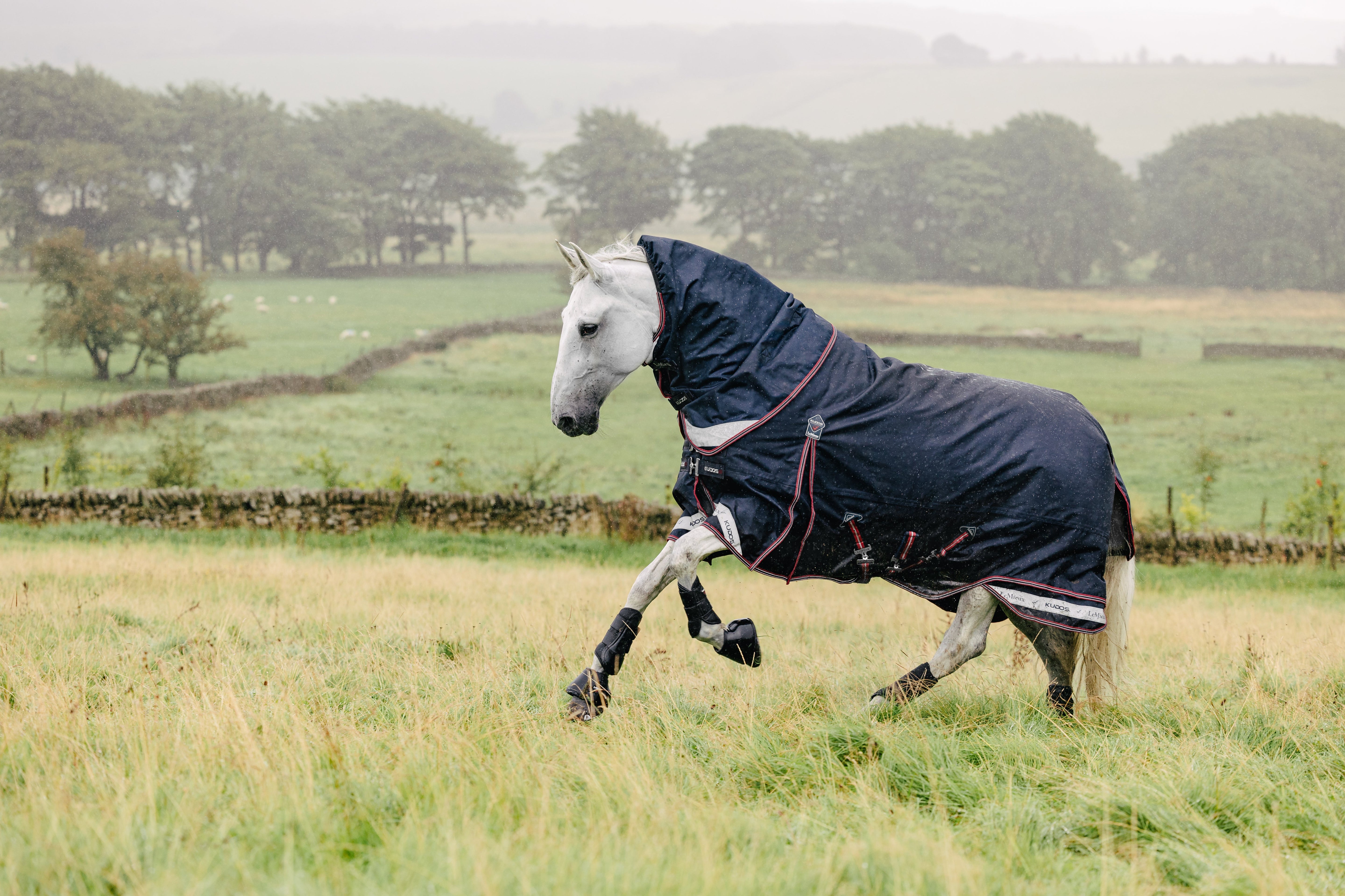 Horse wearing a blanket playing in a field at liberty