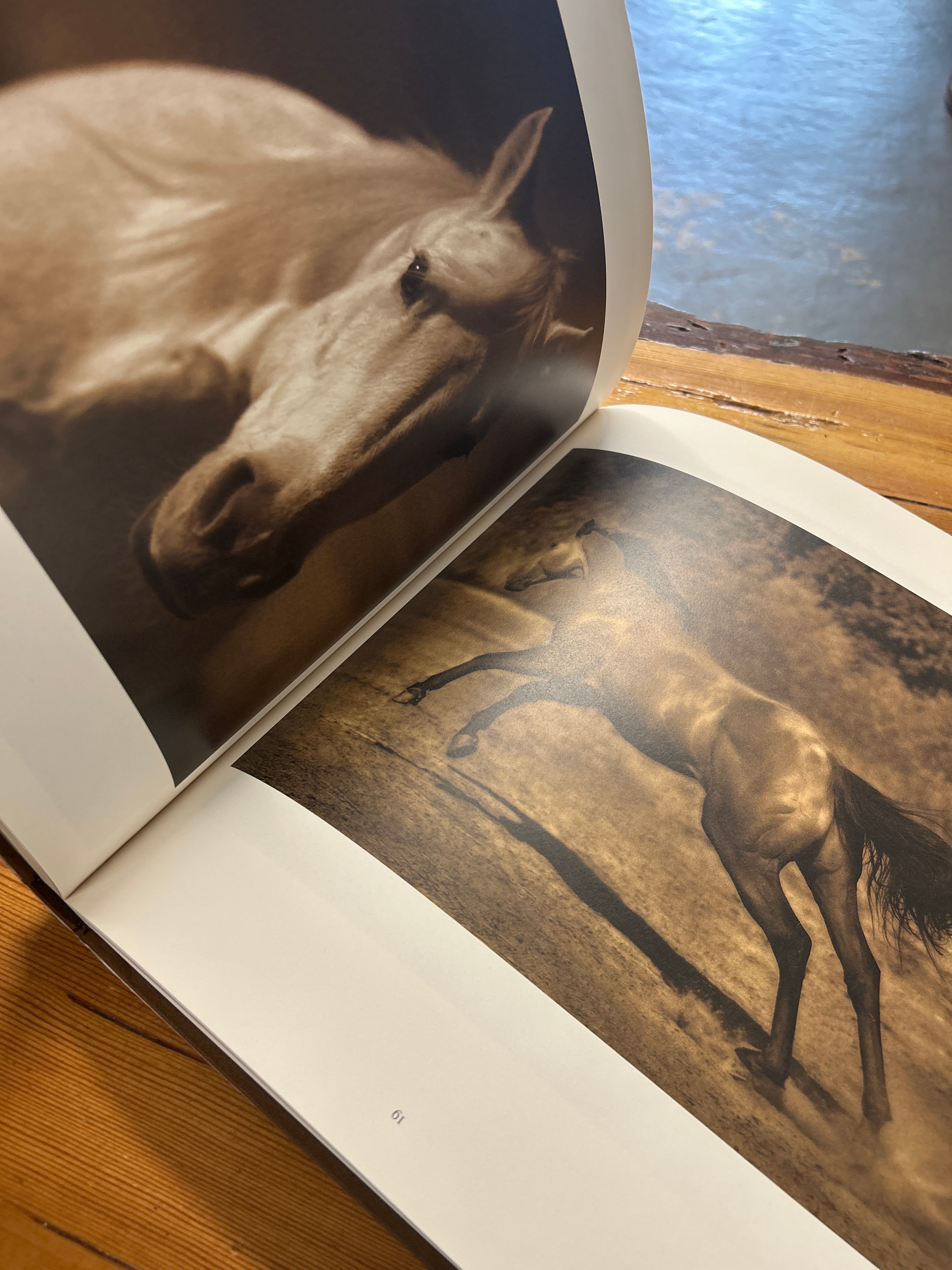 Horses Photographs Michael Eastman