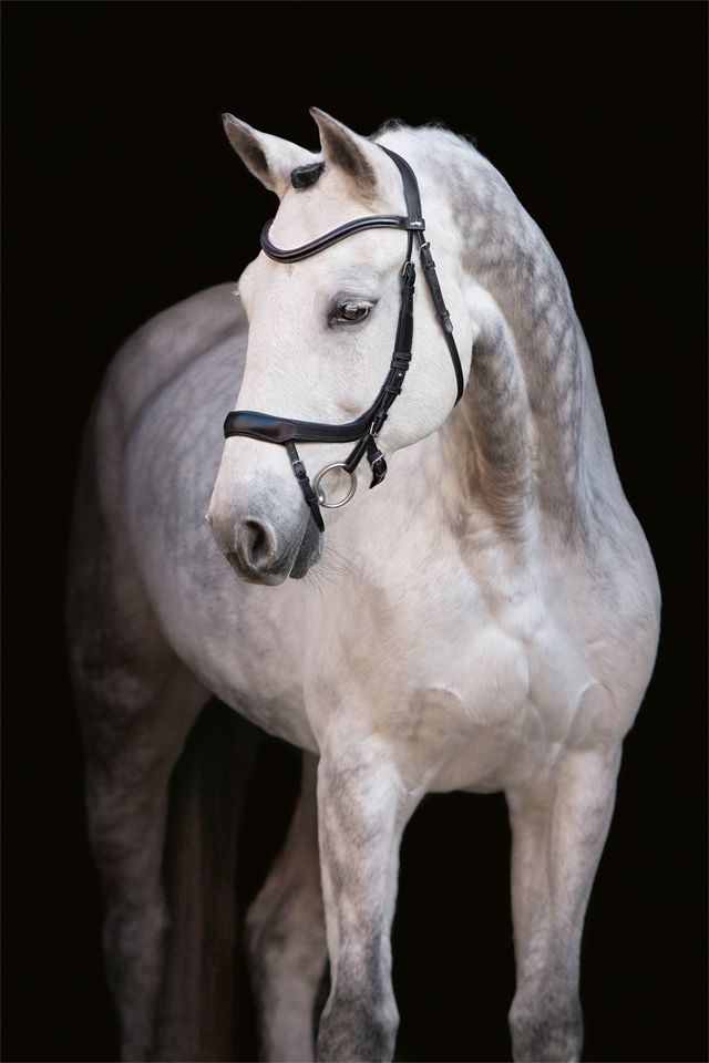 Schockemohle Sports Equitus Alpha Anatomic Bridle