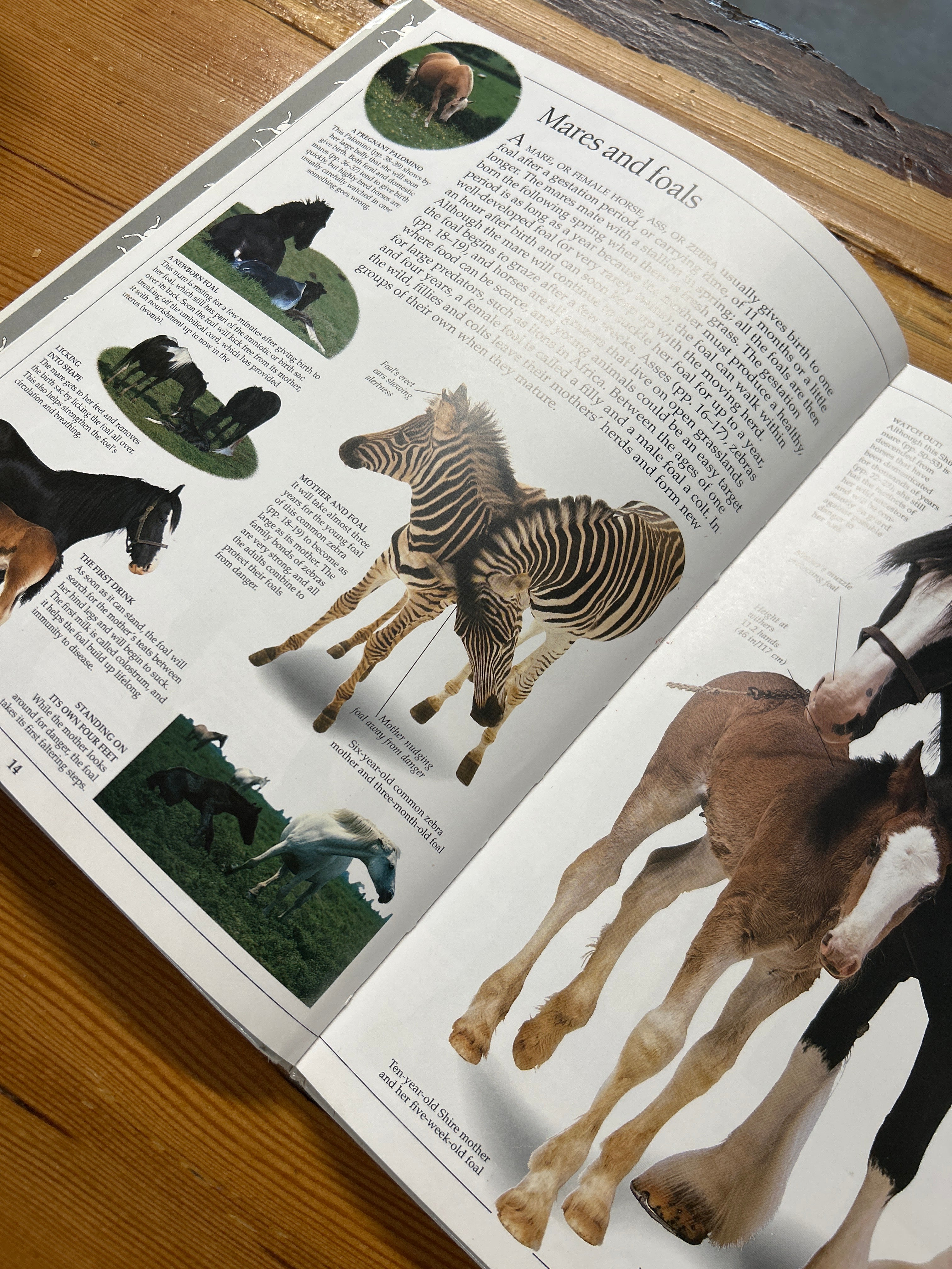 Eyewitness Books Horse
