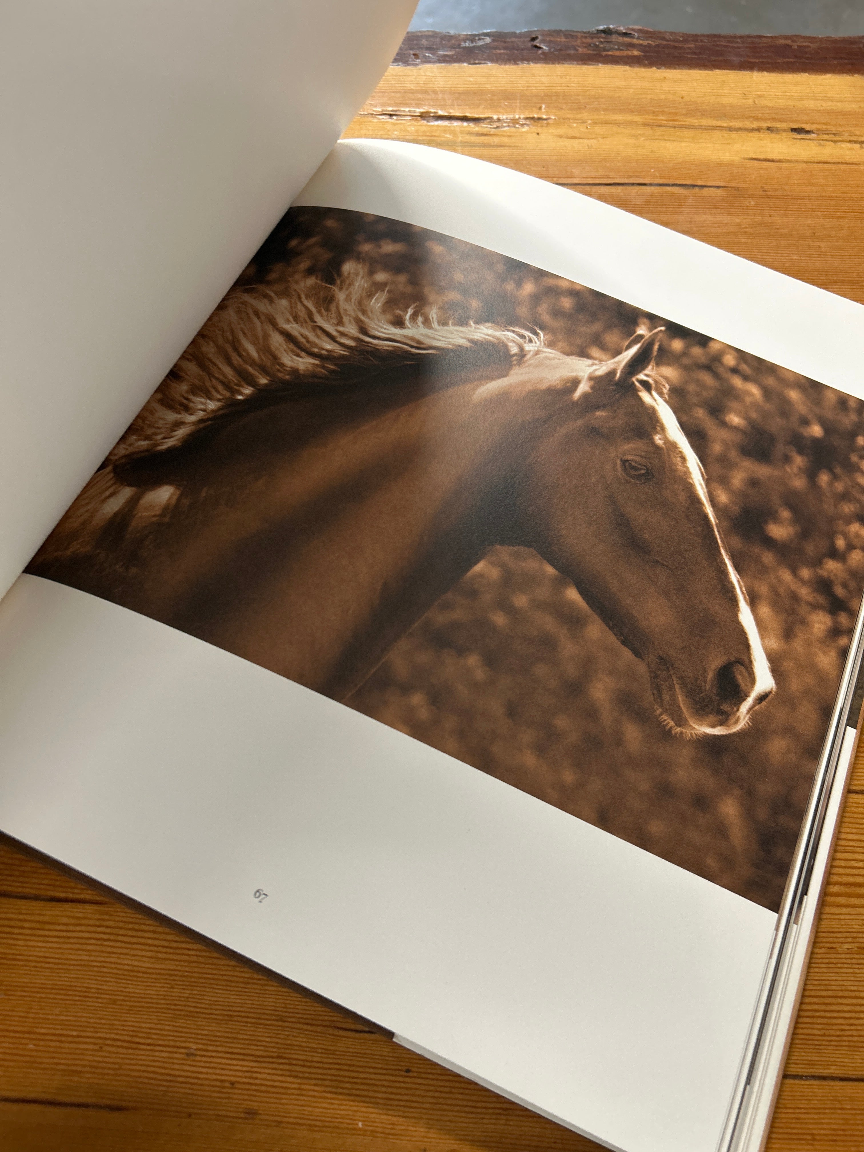 Horses Photographs Michael Eastman