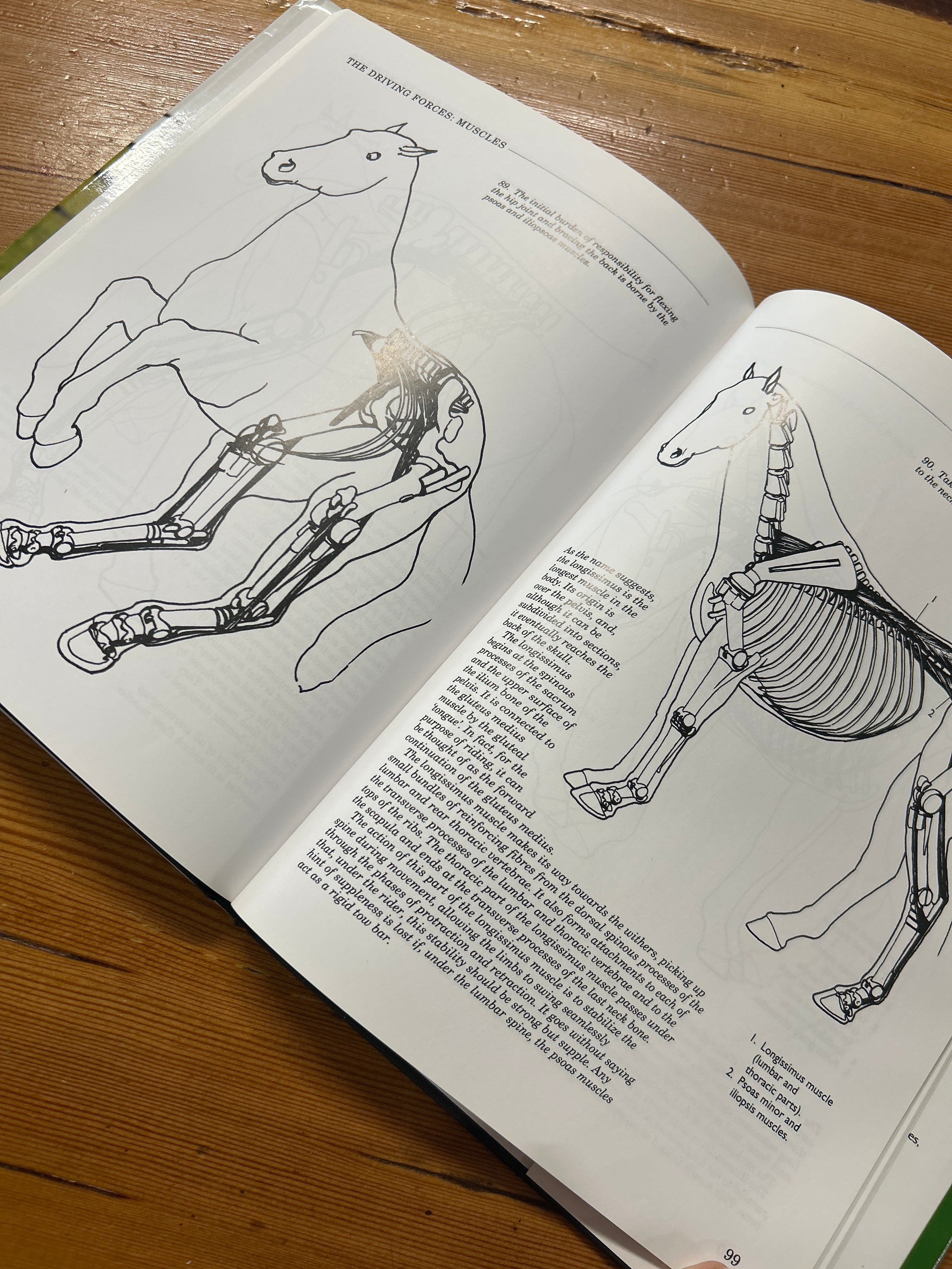 The Horse's Muscles in Motion by Sara Wyche