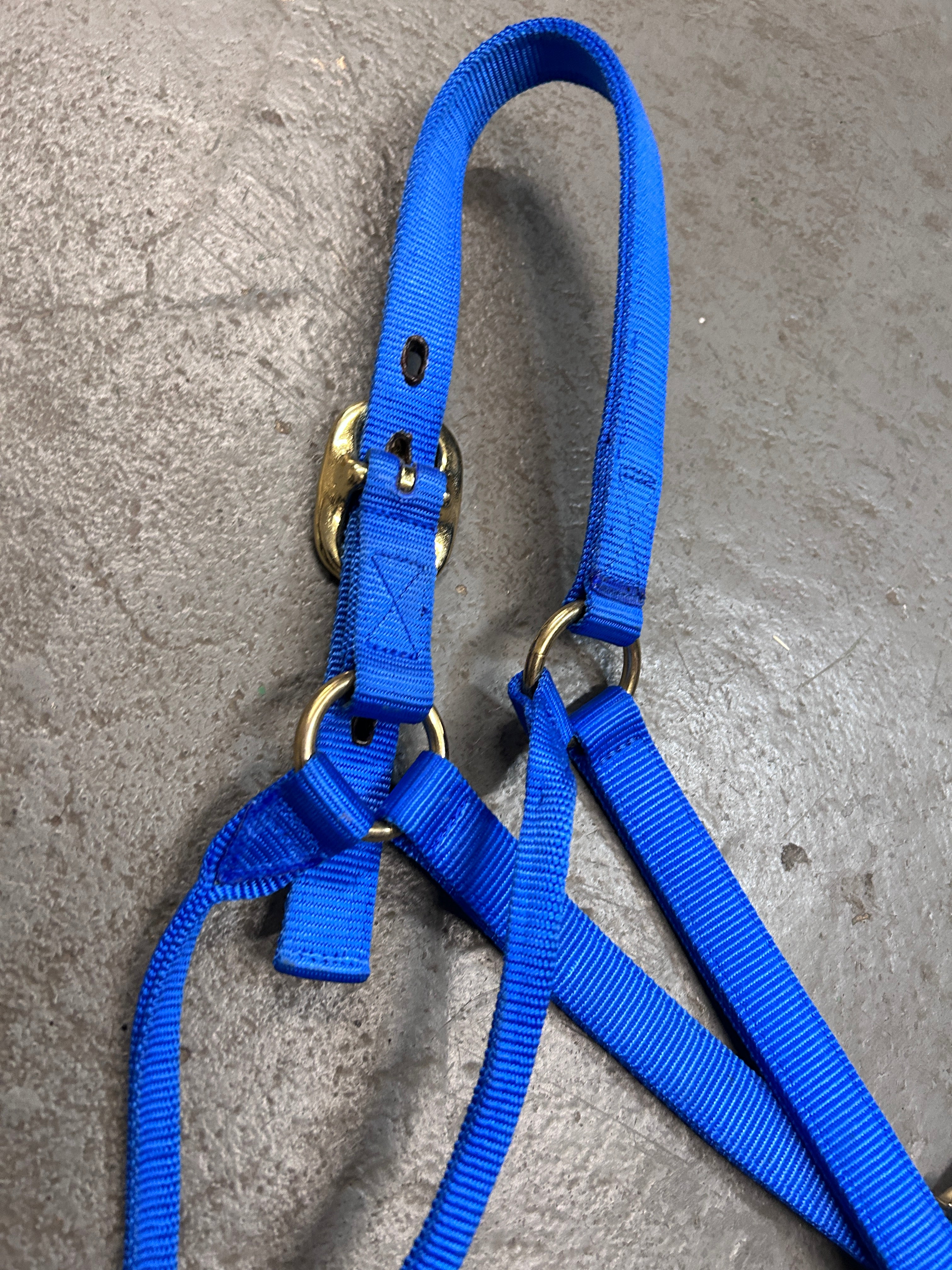 Big D Nylon Blue Halter