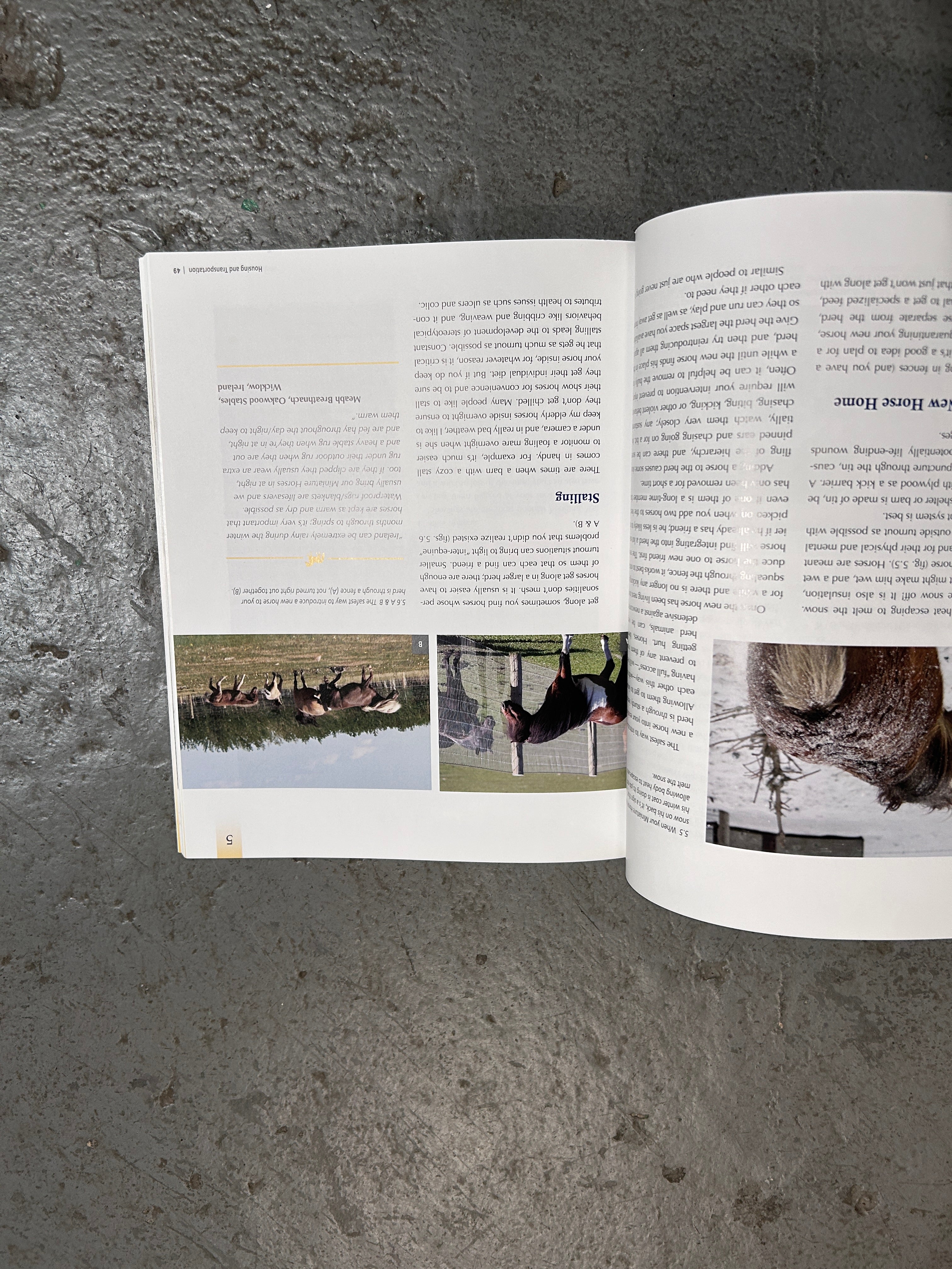 The Big Book of Miniature Horses by Kendra Gale