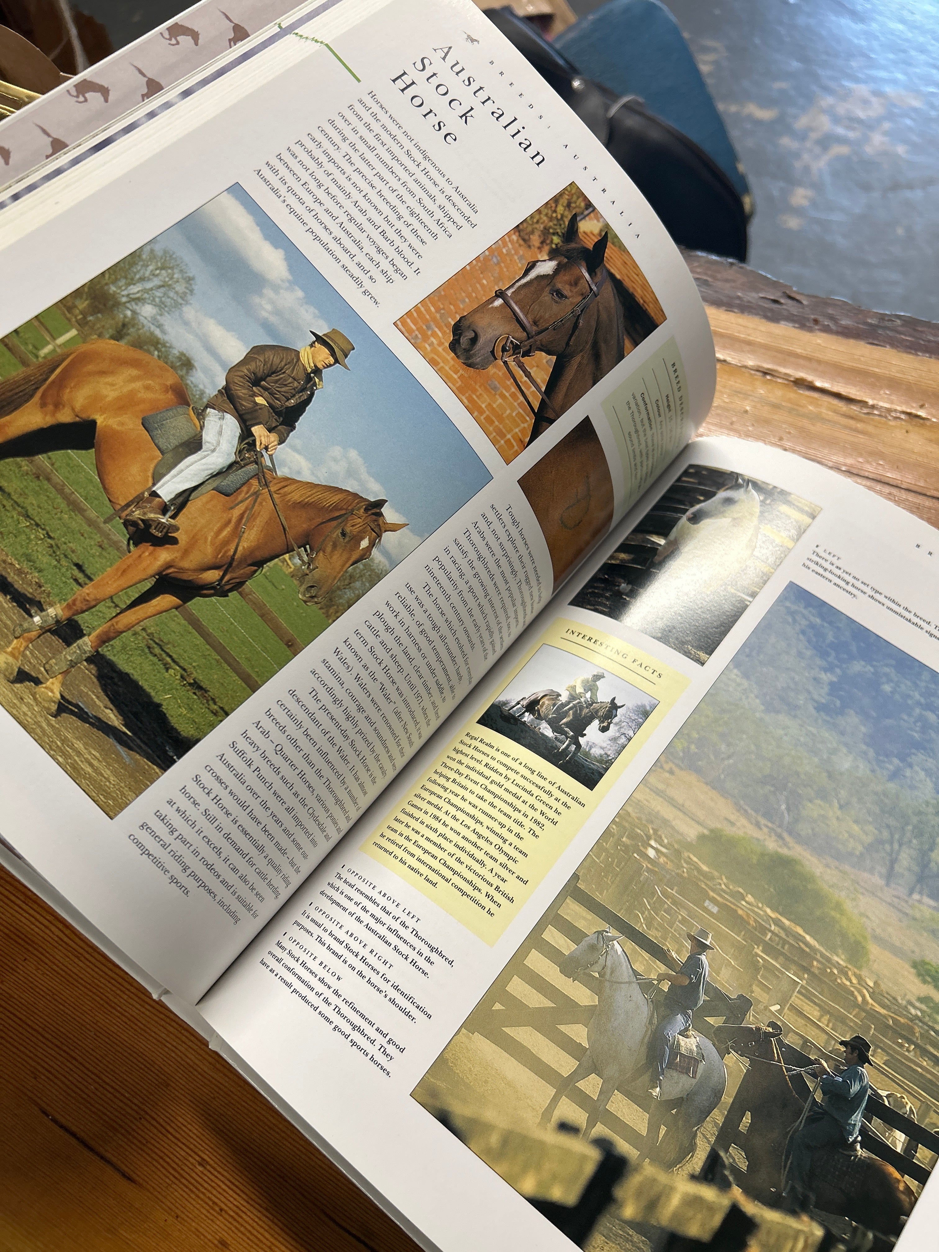 The Book of Horses and Horse Care by Judith Draper