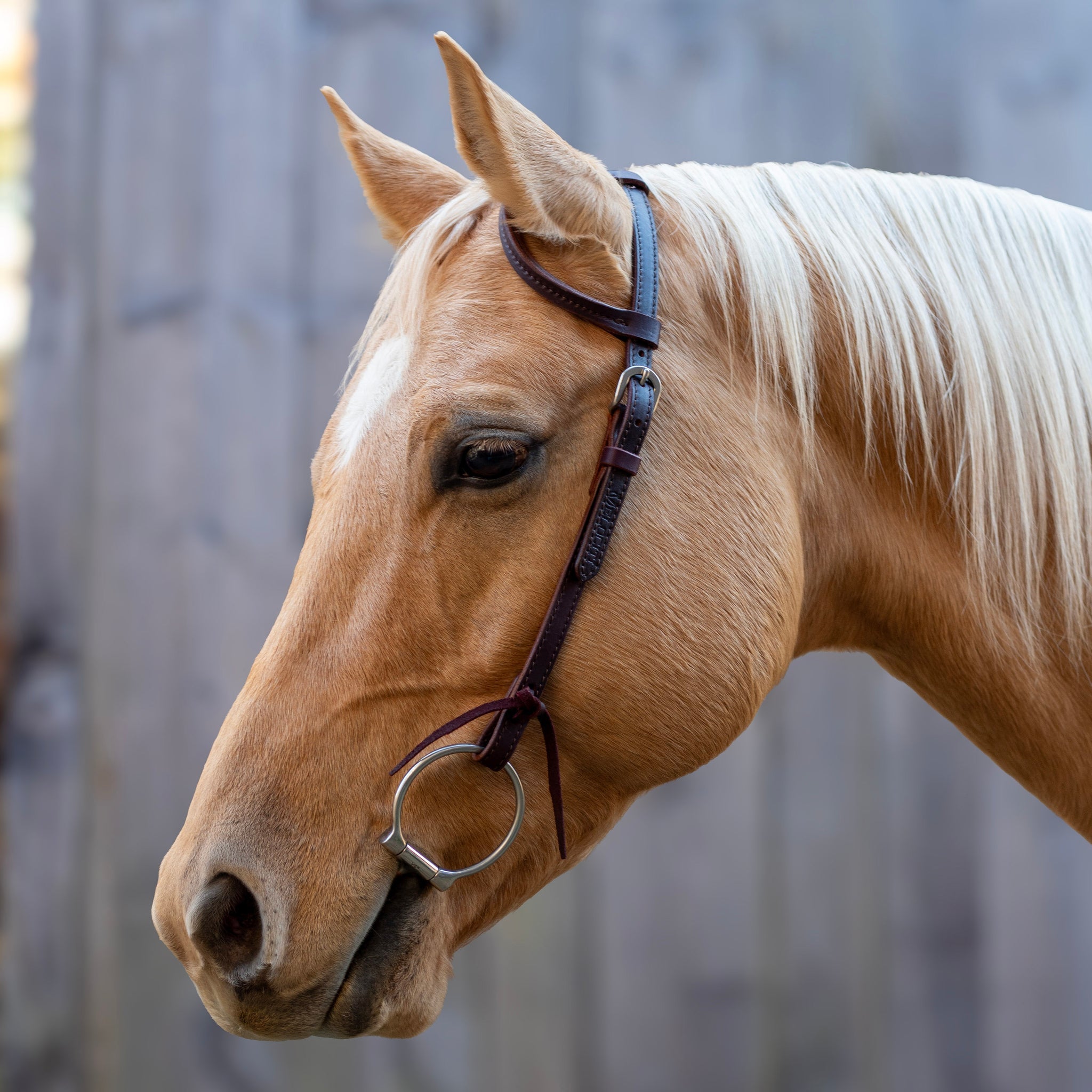 Shires Velociti One Ear Headstall-Western Headstall-Pegasus-Evolution Equestrian Co.