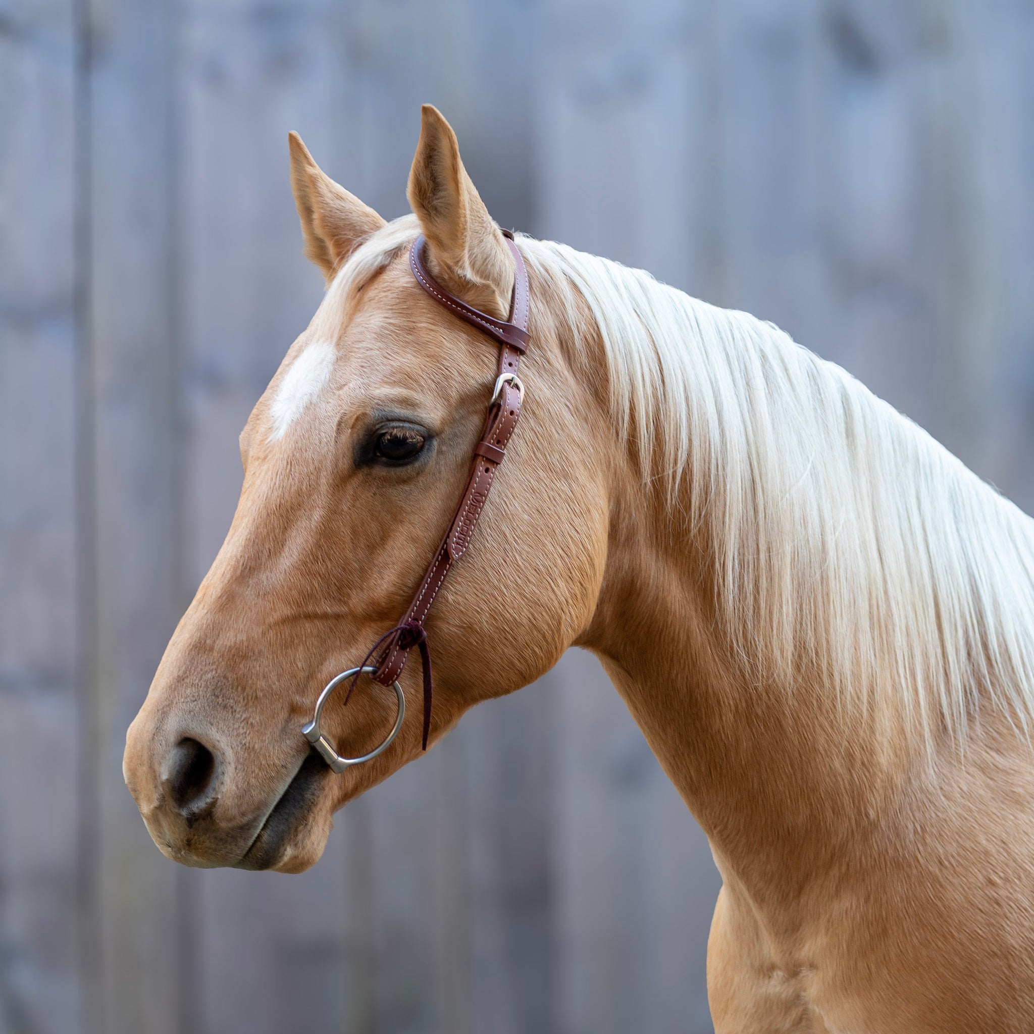 Shires Velociti One Ear Headstall-Western Headstall-Pegasus-Evolution Equestrian Co.