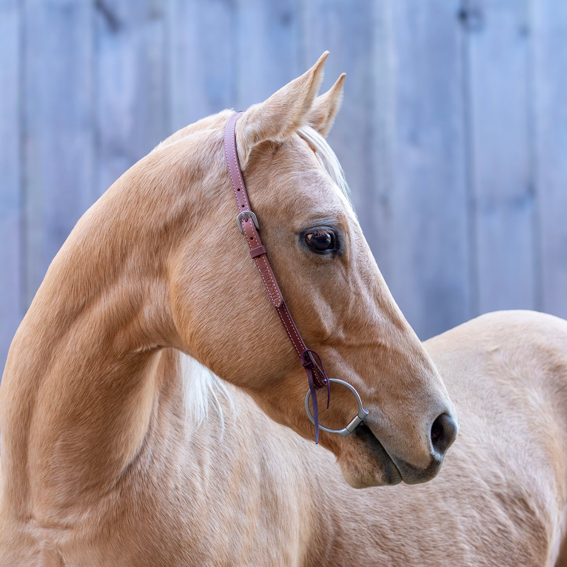 Shires Velociti One Ear Headstall-Western Headstall-Pegasus-Evolution Equestrian Co.