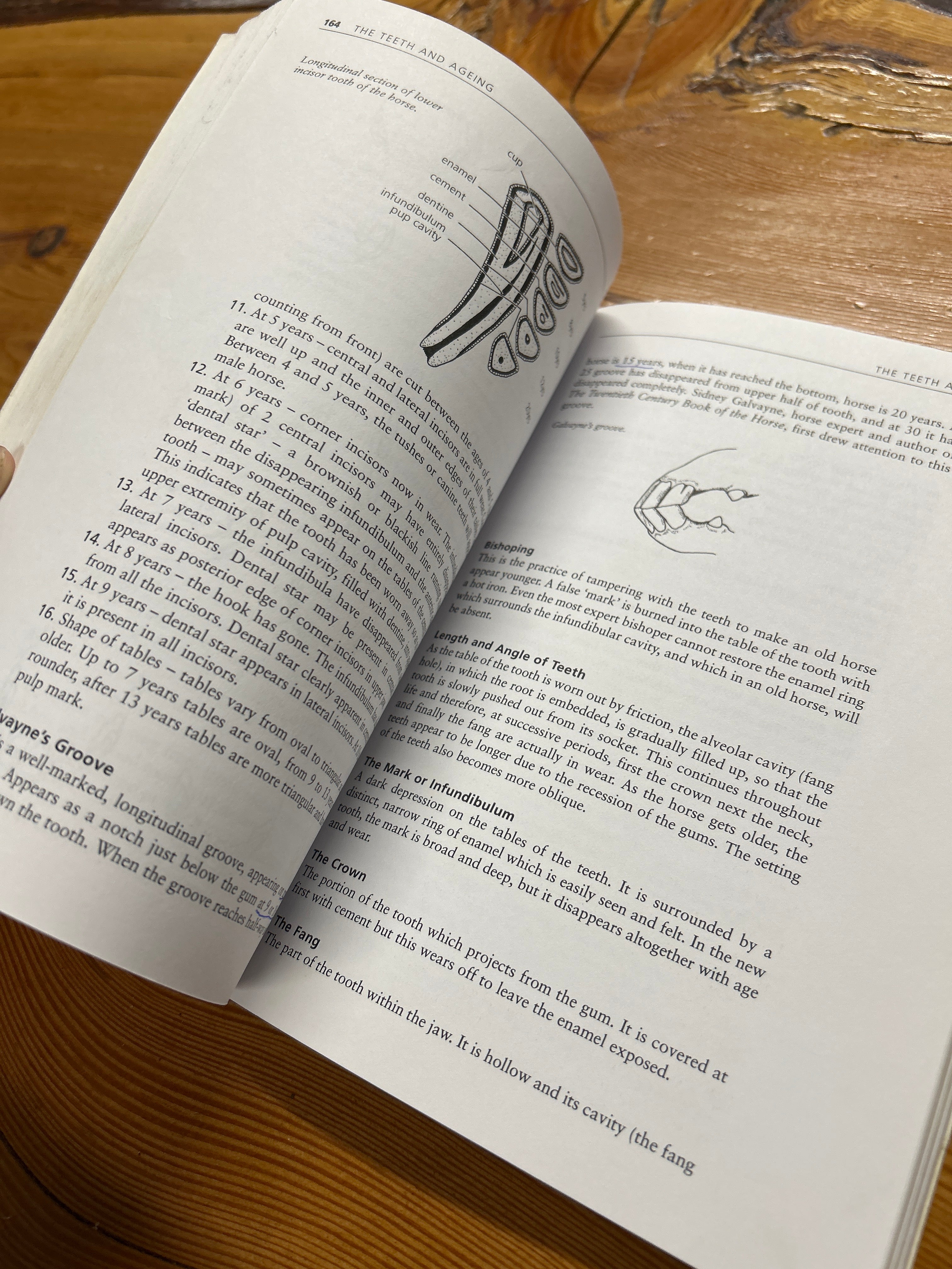 The Horsemaster's Notebook 4th Edition by Mary Rose