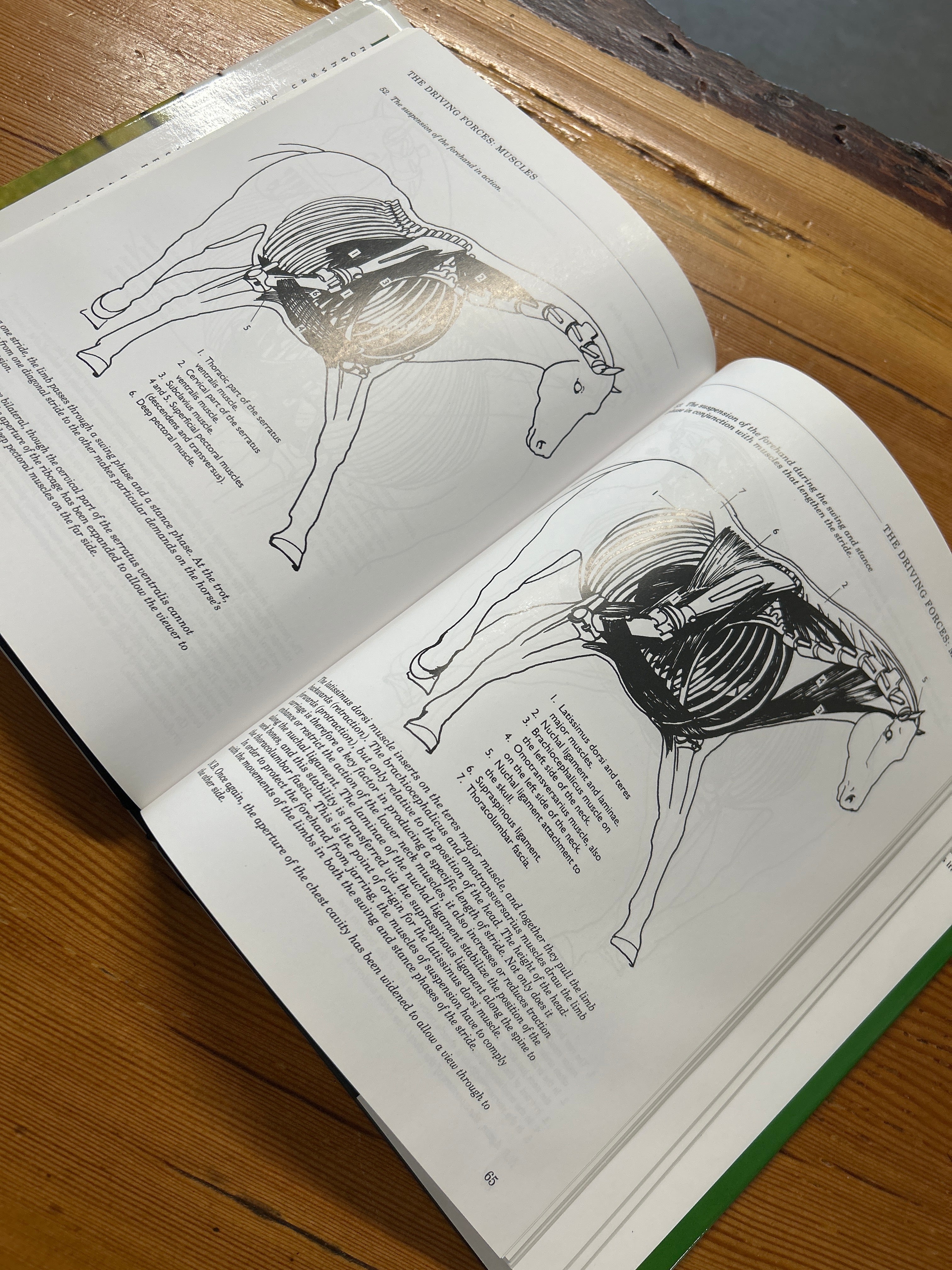 The Horse's Muscles in Motion by Sara Wyche