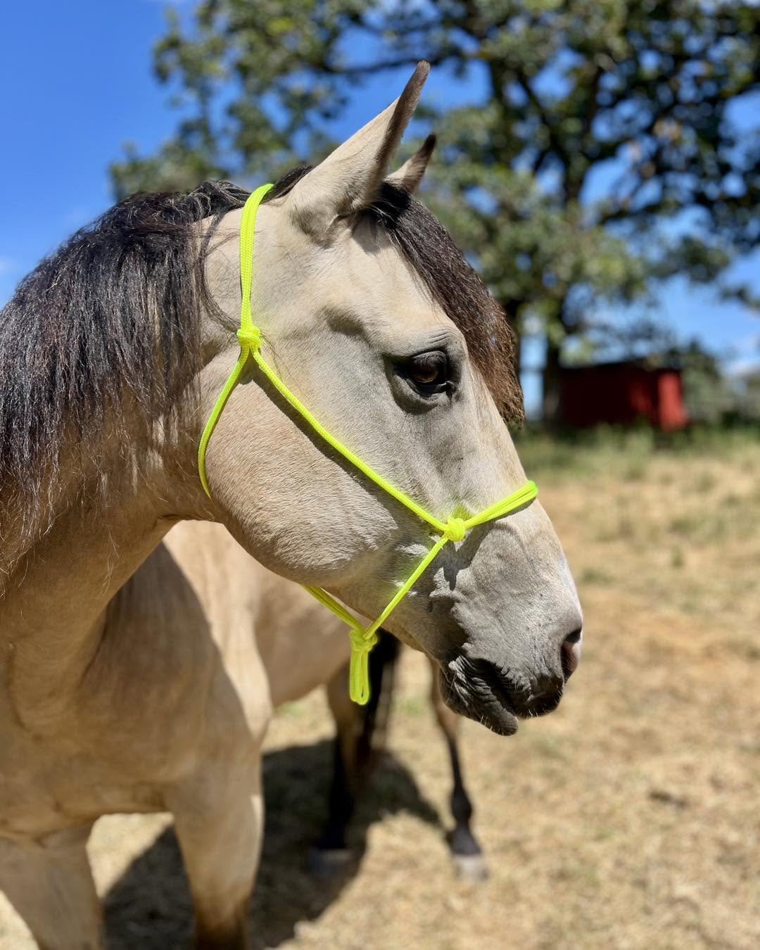 KCT Soft Rope Halter