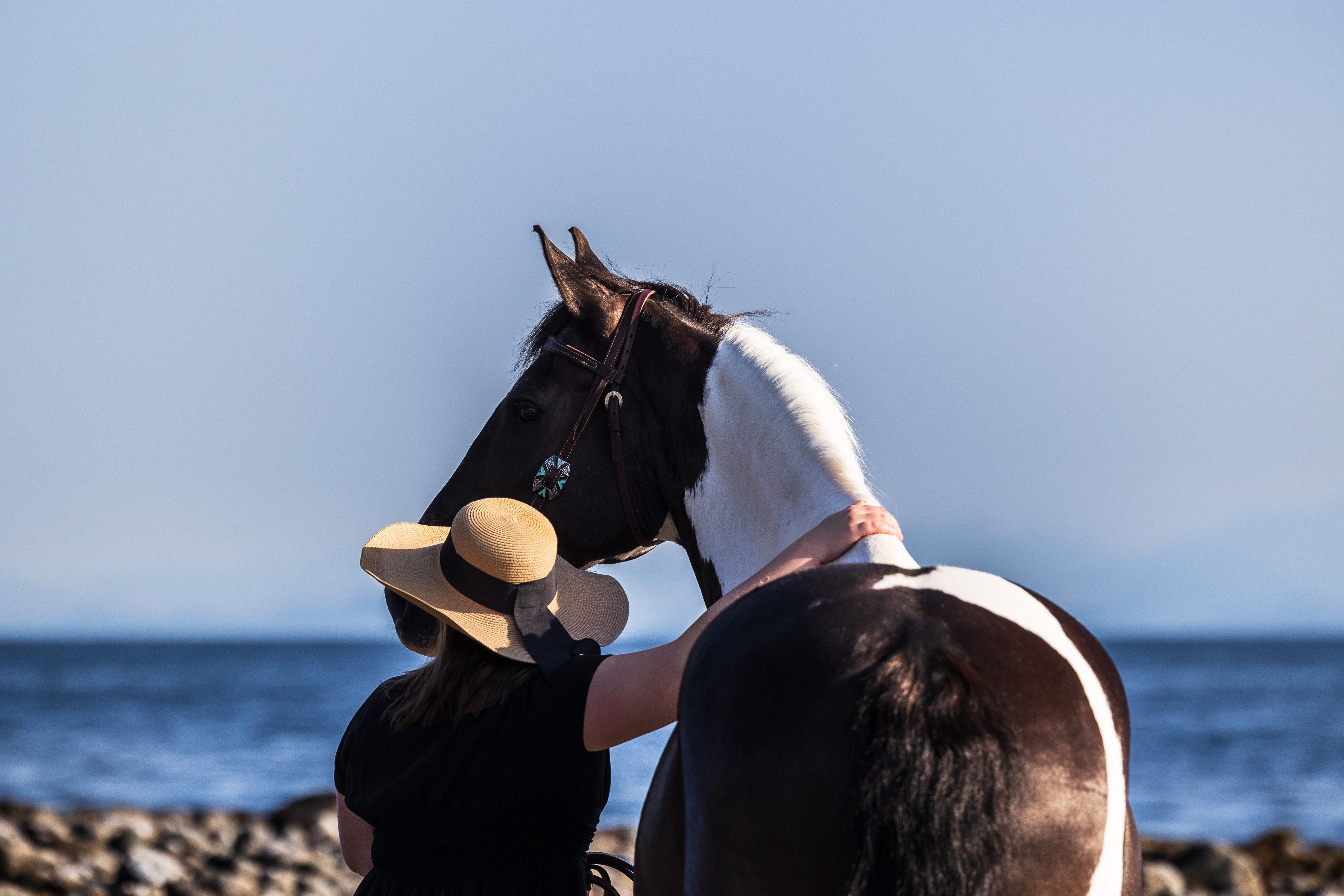 Evolution Equestrian Co.