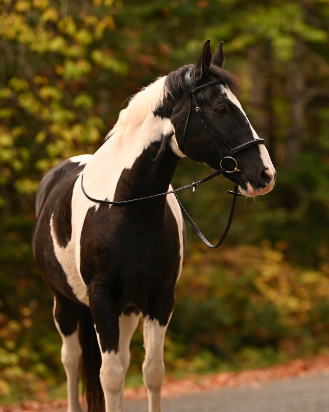 Antares Black Snaffle Bridle with Reins-Bridle-Consignment-Evolution Equestrian Co.