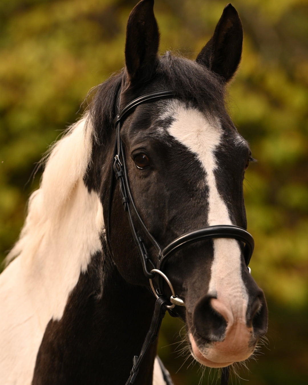 Antares Black Snaffle Bridle with Reins-Bridle-Consignment-Evolution Equestrian Co.