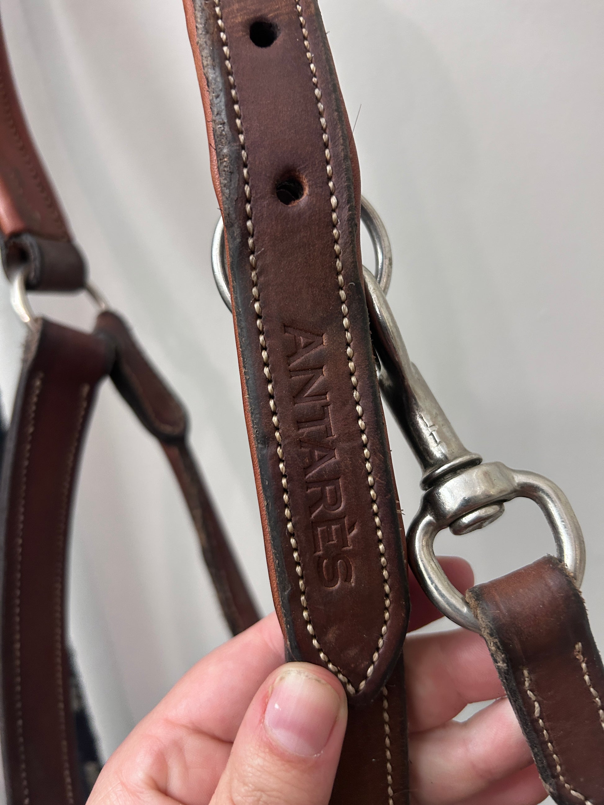 Antares Warmblood Halter with Lead-Halter-Consignment-Evolution Equestrian Co.