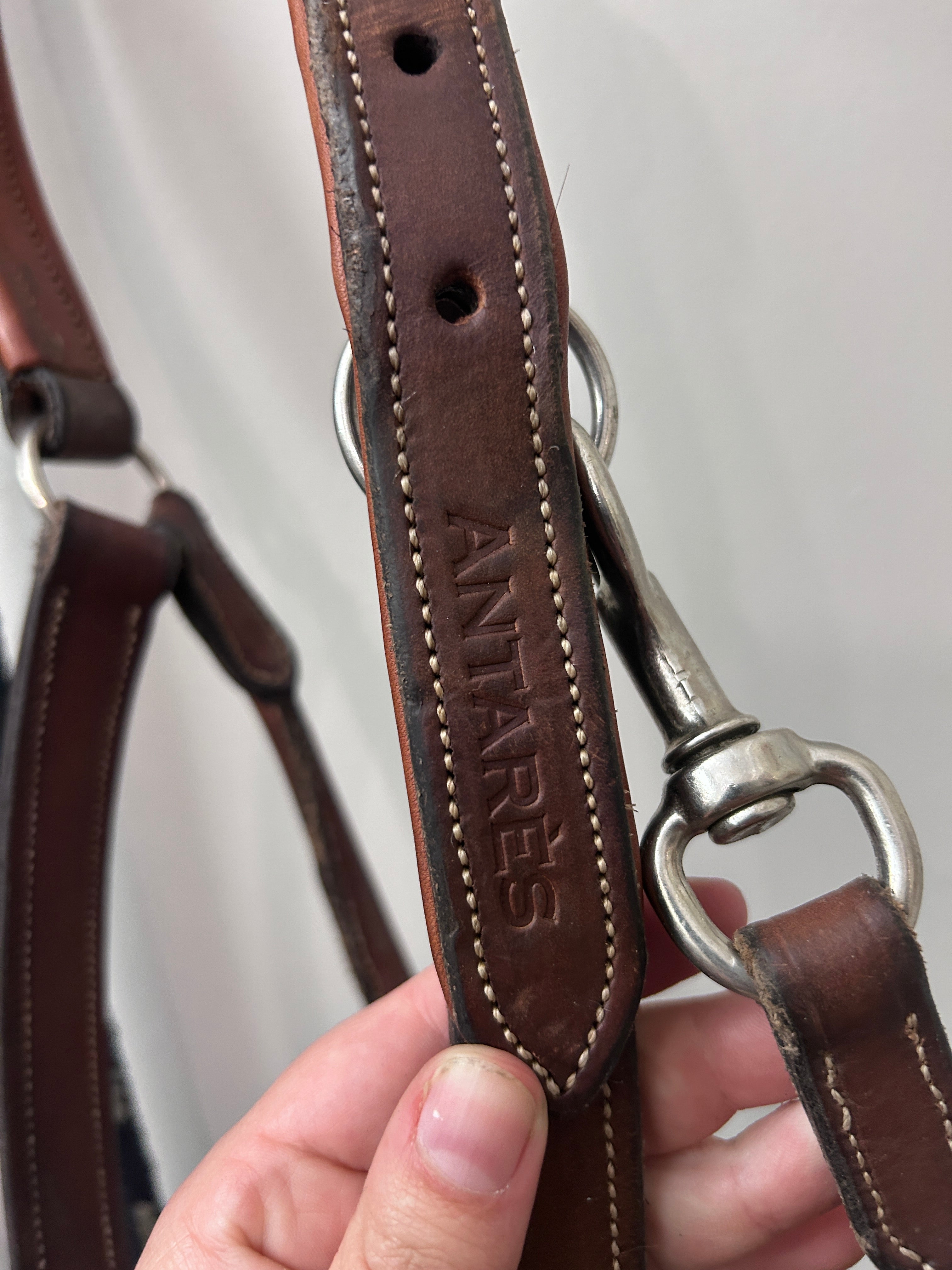Antares Warmblood Halter with Lead-Halter-Consignment-Evolution Equestrian Co.