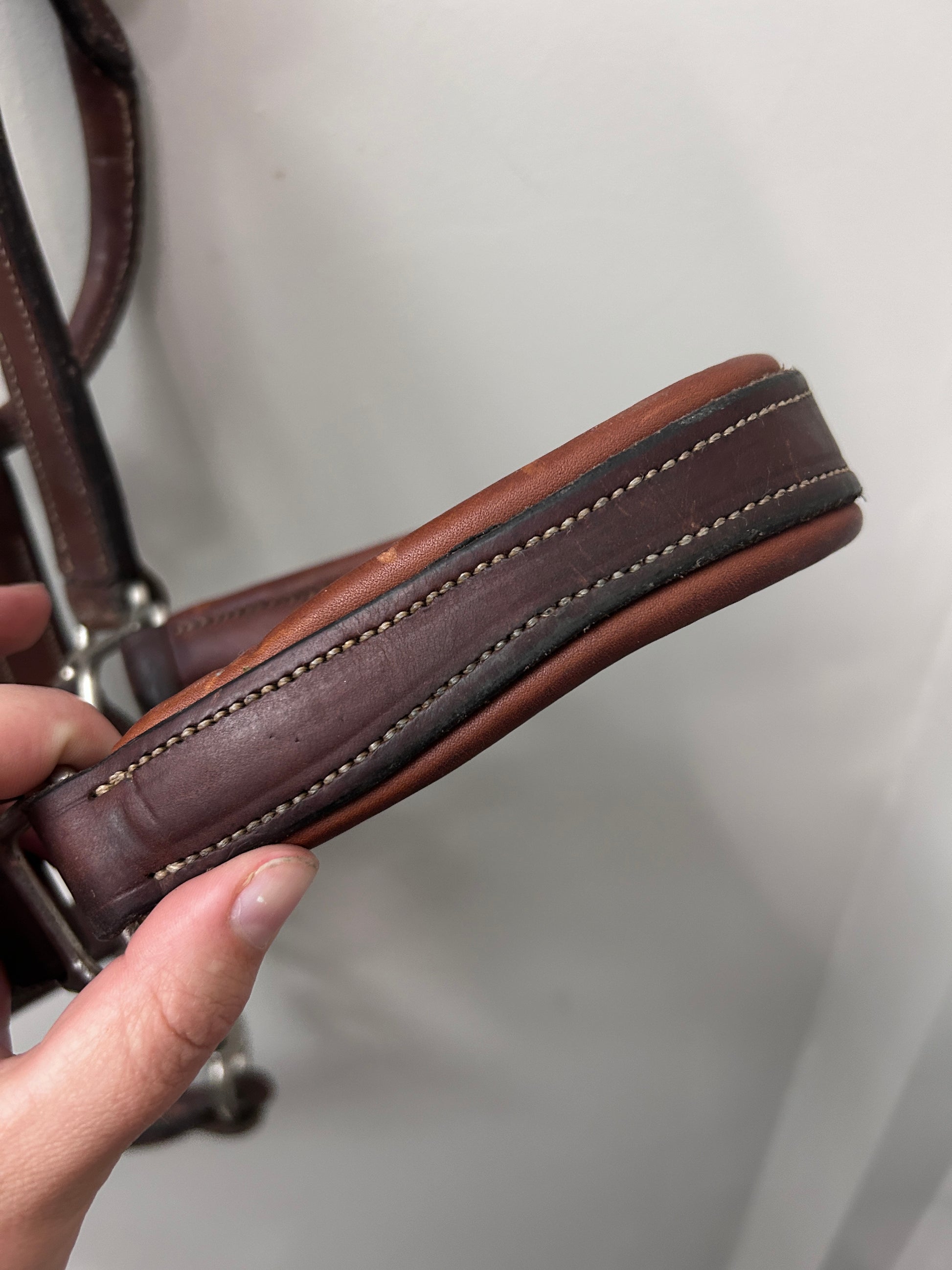 Antares Warmblood Halter with Lead-Halter-Consignment-Evolution Equestrian Co.