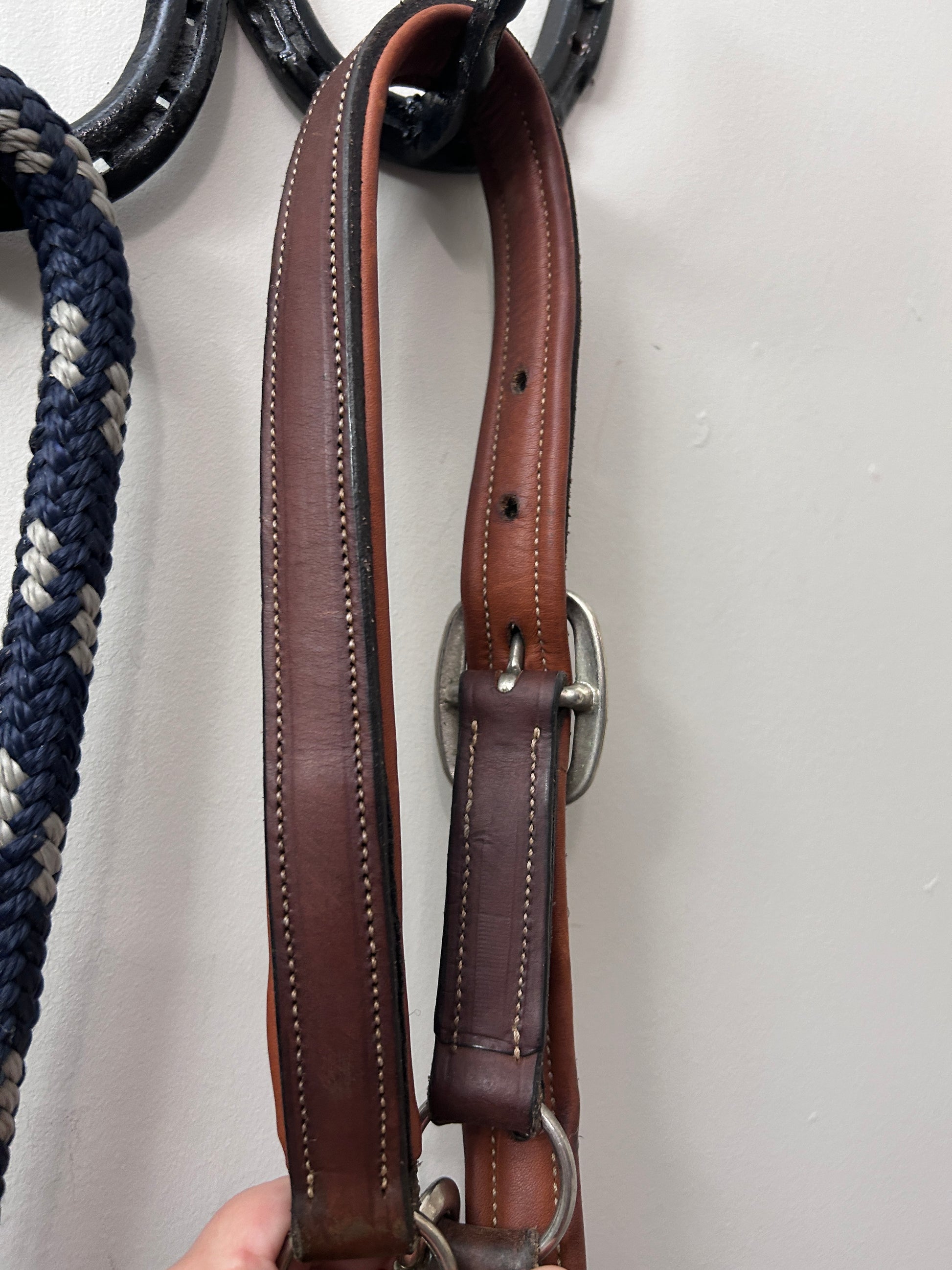 Antares Warmblood Halter with Lead-Halter-Consignment-Evolution Equestrian Co.