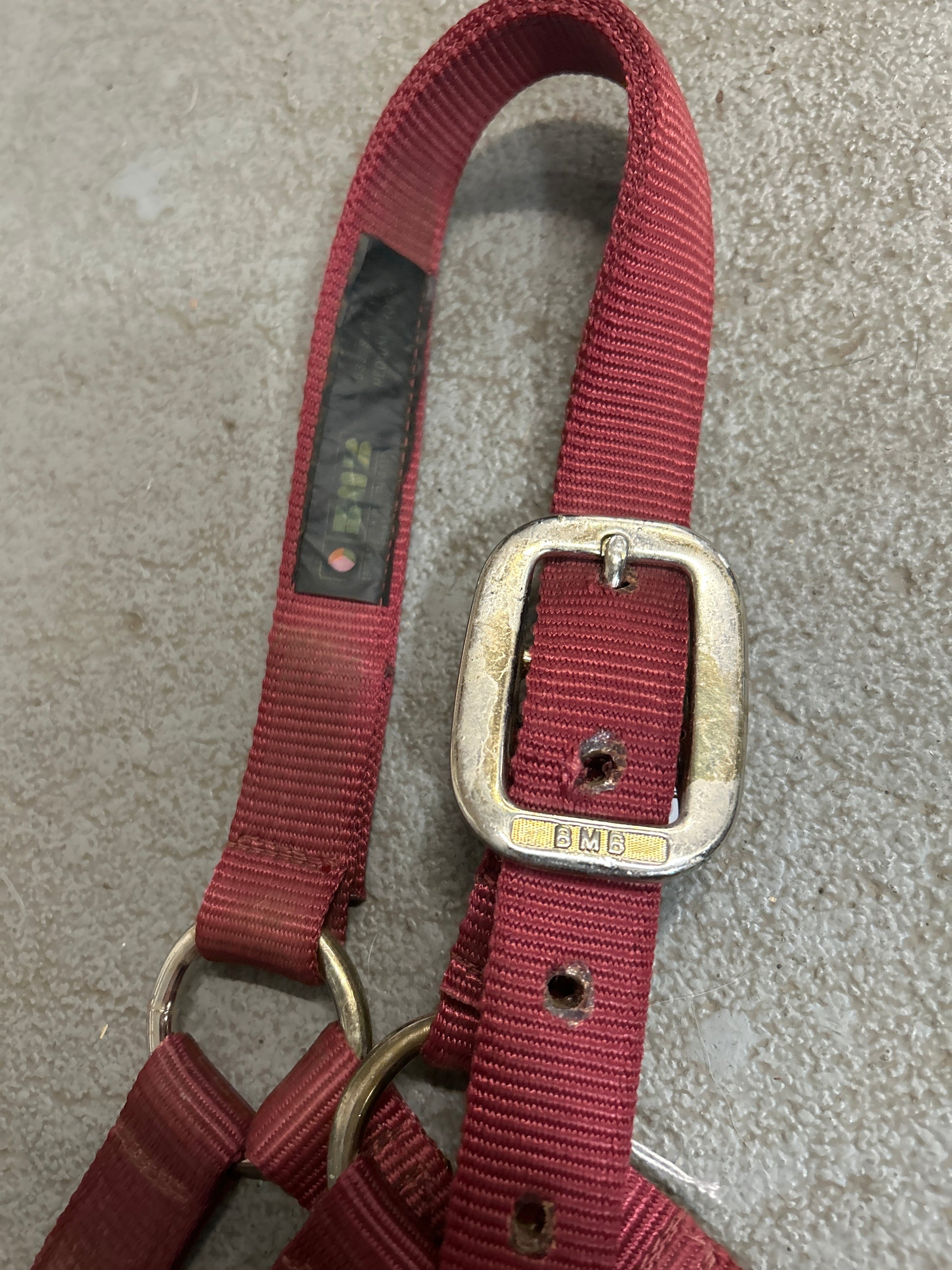 BMB Burgundy Halter with Leads-Halter-Consignment-Evolution Equestrian Co.
