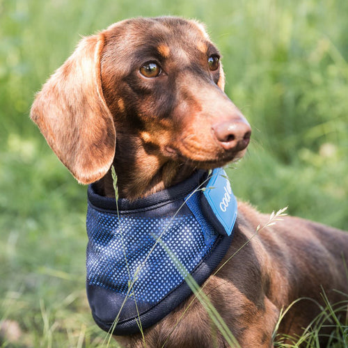 Back on Track Cooling Dog Bandana-Dog Products-Back on Track-Small-Evolution Equestrian Co.