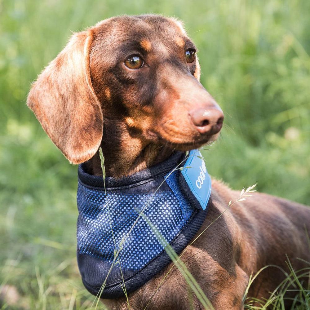 Back on Track Cooling Dog Bandana-Dog Products-Back on Track-Small-Evolution Equestrian Co.