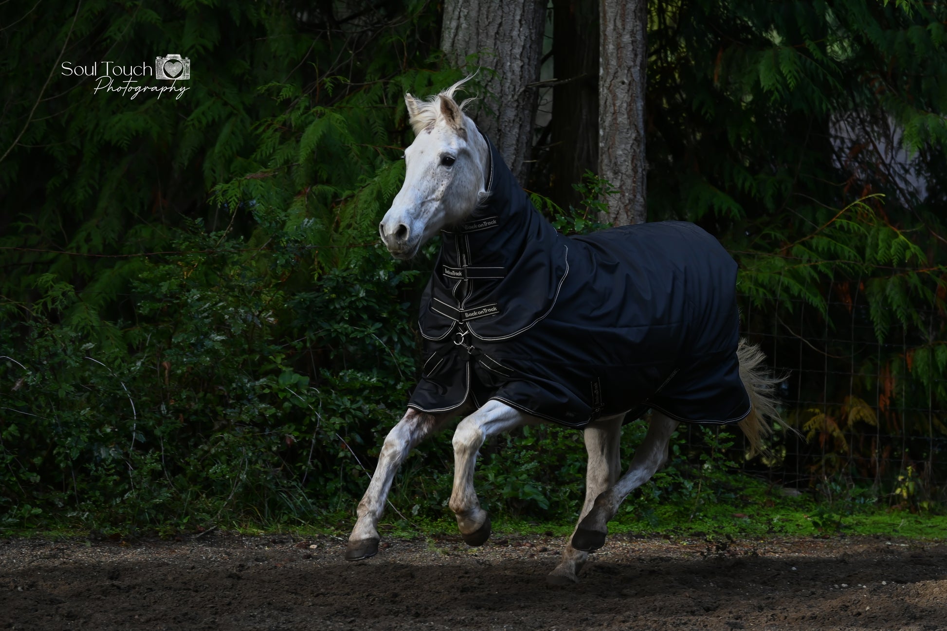 Back-On-Track-Obsidian-turnout-Blanket-horse