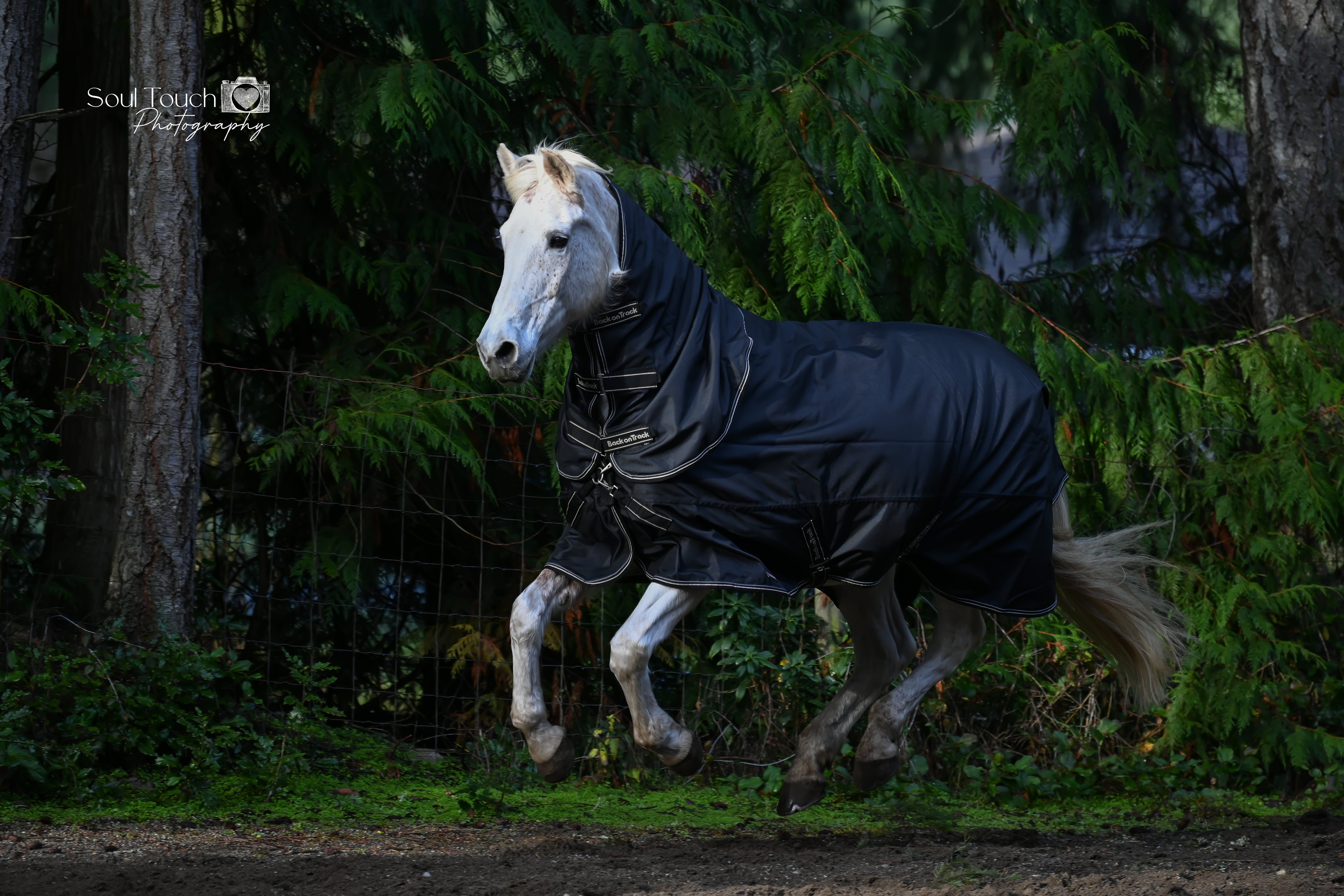 Back on Track Obsidian Turnout Blanket-Horse Blanket-Back on Track-72" / 135-Evolution Equestrian Co.