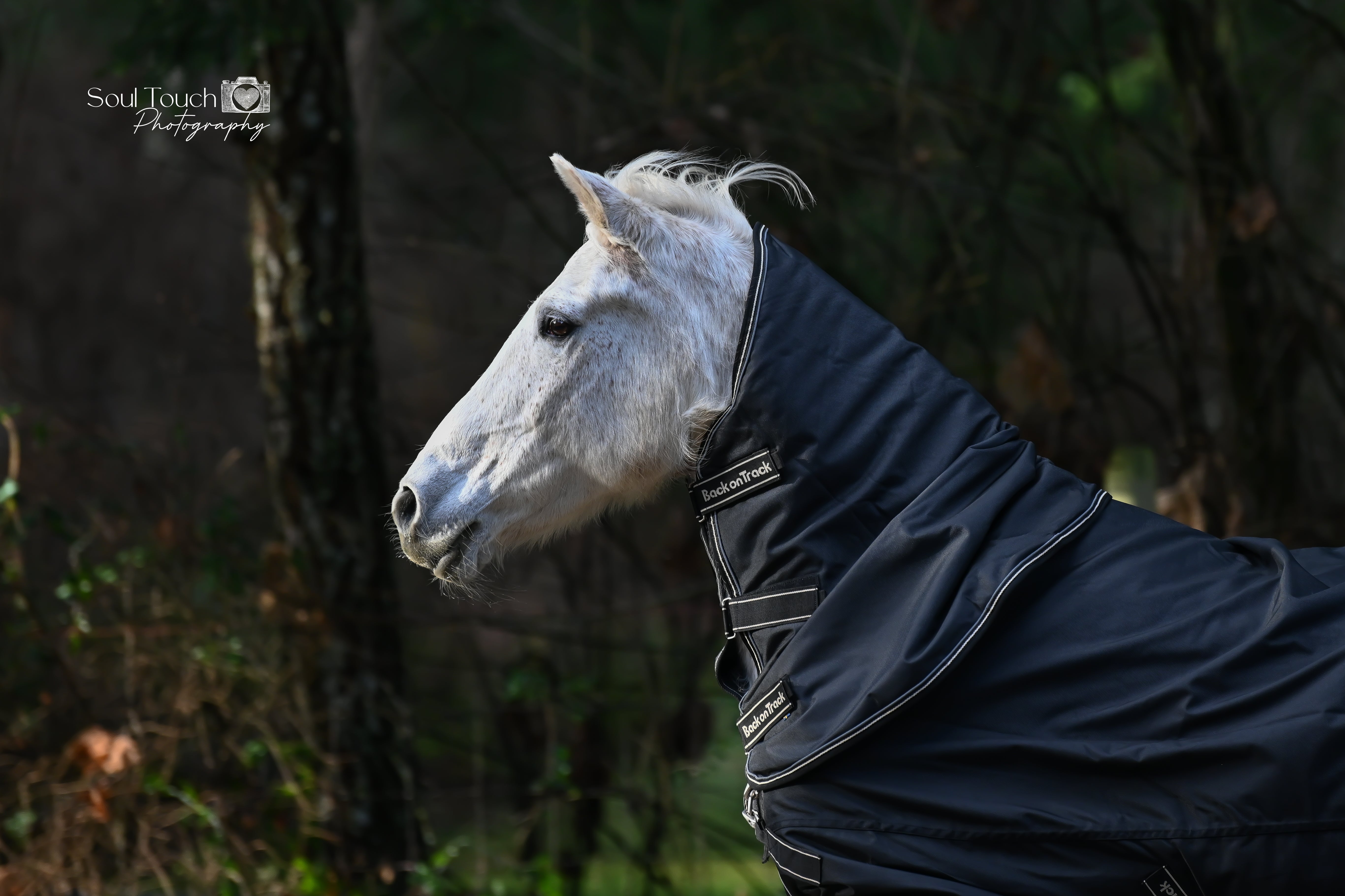 Back on Track Obsidian Turnout Blanket-Horse Blanket-Back on Track-72" / 135-Evolution Equestrian Co.